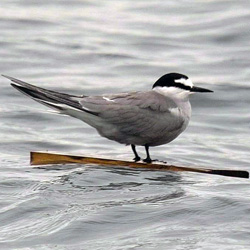 Aleutian Tern