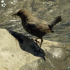 American Dipper