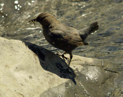 American Dipper