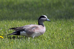 American Wigeon