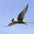 Arctic Tern