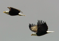 Bald Eagle