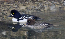 Barrow's Goldeneye