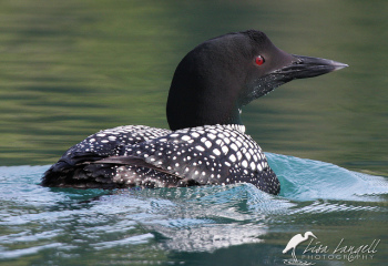 Loon