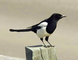 Black-billed Magpie