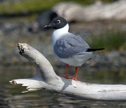 Bonaparte's Gull