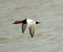 Canvasback