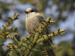 Gray Jay