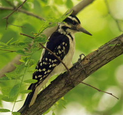 Hairy Woodpecker