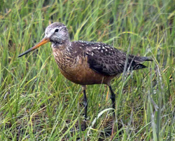 Hudsonian Godwit