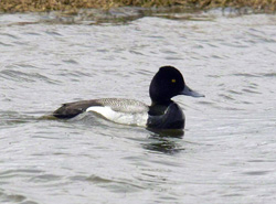 Lesser Scaup