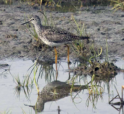 Lesser Yellowlegs