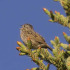 Lincoln's Sparrow