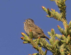 Lincoln's Sparrow