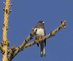 Dark-eyed Junco