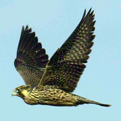 Peregrine Falcon