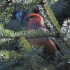 Pine Grosbeak