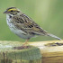 Savannah Sparrow