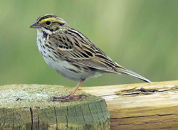 Savannah Sparrow