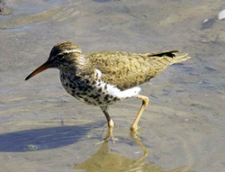 Spotted Sandpiper