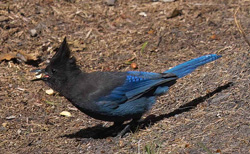 Steller's Jay