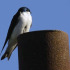 Tree Swallow