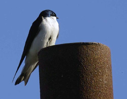 Tree Swallow