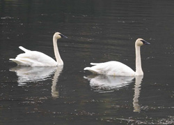 Trumpeter Swan