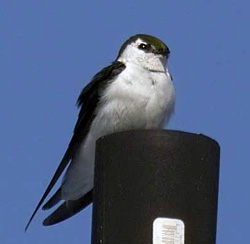 Violet-Green Swallow