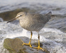 Wandering Tattler